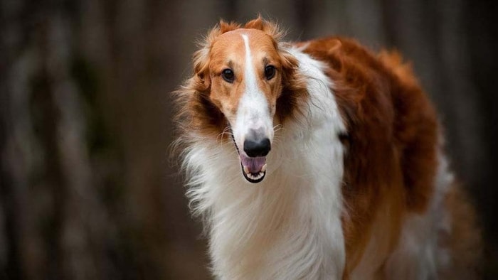 Borzoi Dog