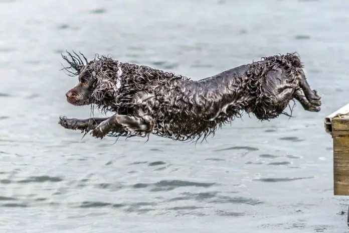 Boykin Spaniel Dog