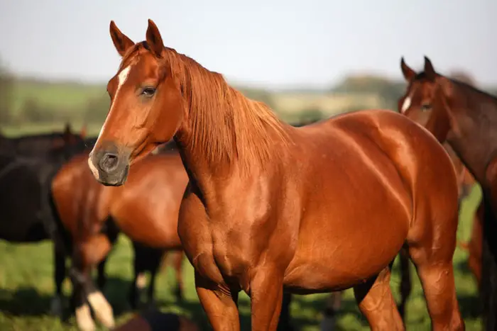 Bright Skin of Healthy Horse