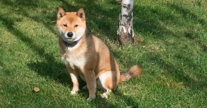 Care of Ainu Dog