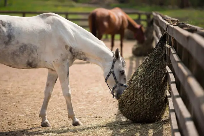 Causes of Equine Choke in Horse