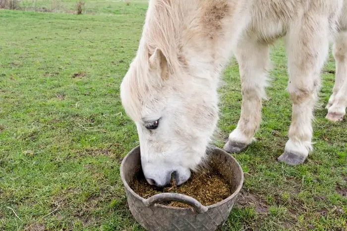 Causes of Equine Choke