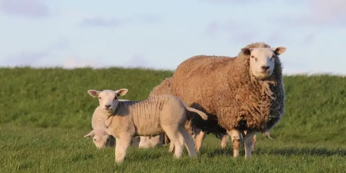 Causes of Mastitis in Ewes