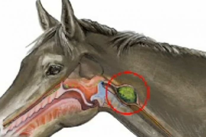 Choke in Horse