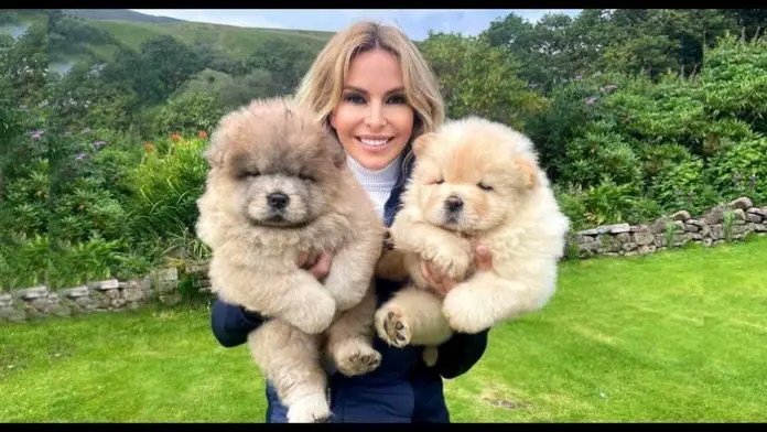 Chow Chow Chinese Dog