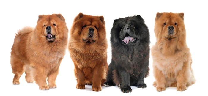 Chow Chow Dog Breed