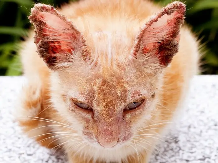 Clinical Signs of Mange in Cats