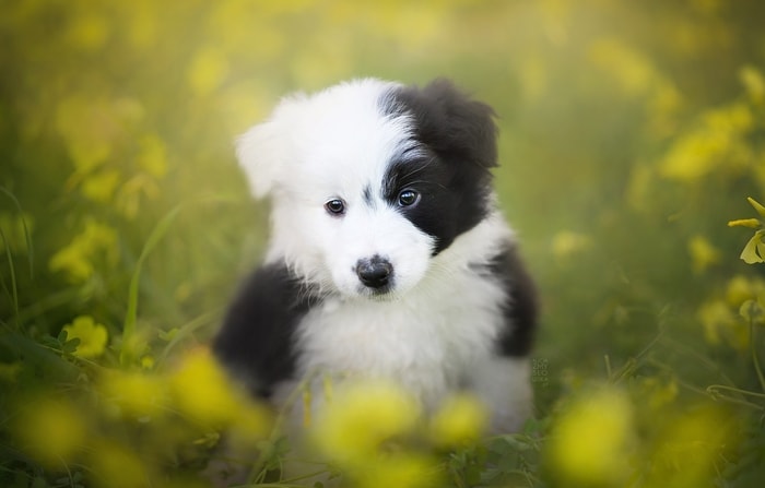 Color of Border Collie