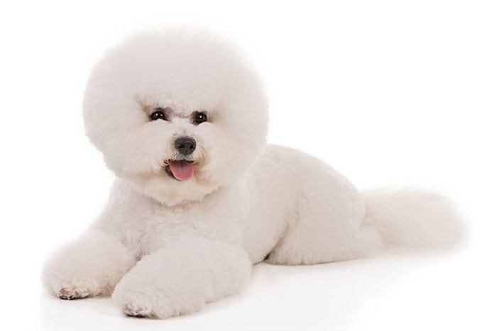 Dog Breed Bichon Friese