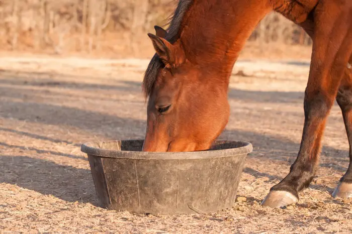 Equine Choke