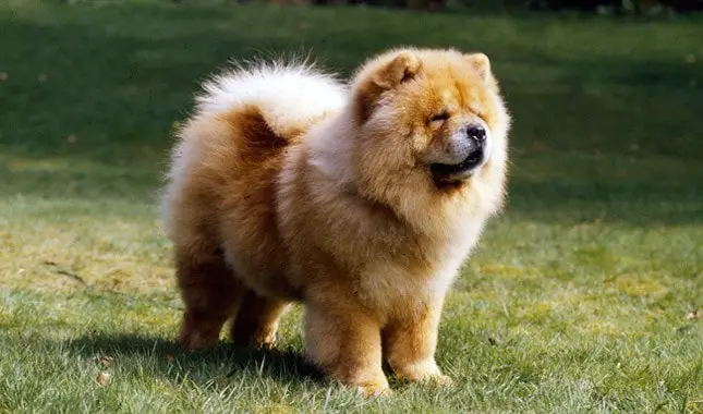 Grooming of Chow Chow Dog