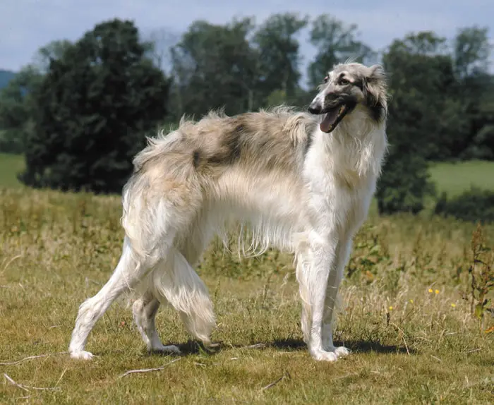 Health Care of Borzoi Dog Breed