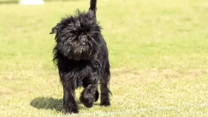 Health of Affenpinscher Dog