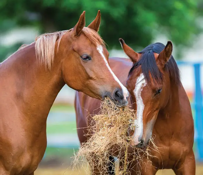 Healthy Food For Horse