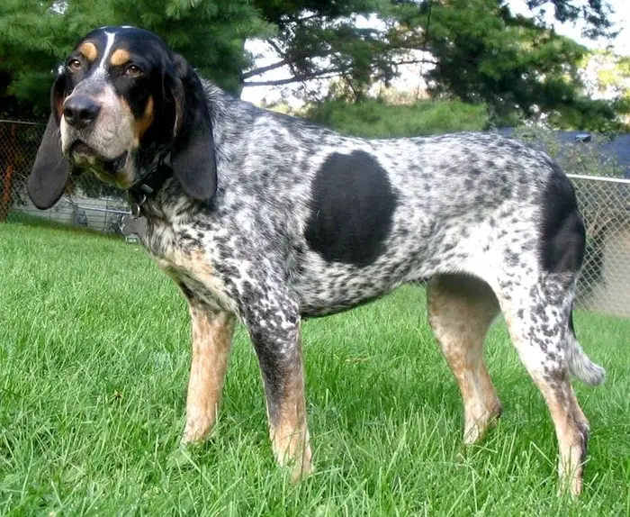 Height and Weight of Bluetick Coonhound