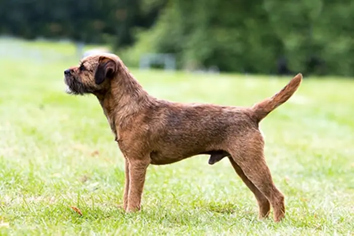 Height and Weight of Border Terrier
