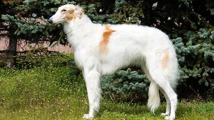 Height and Weight of Borzoi Dog