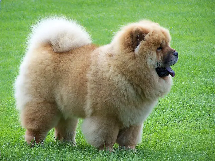 Height and Weight of Chow Chow