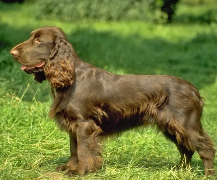 Height and Weight of Swamp Spaniel