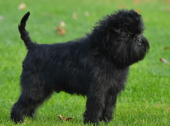 Height of Affenpinscher