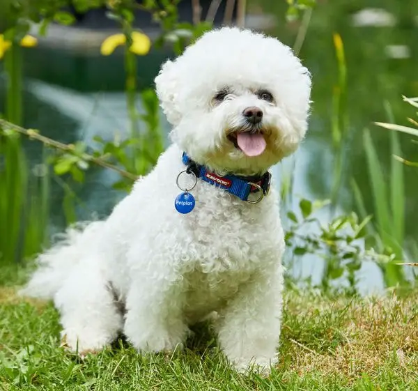 History of Bichon Friese