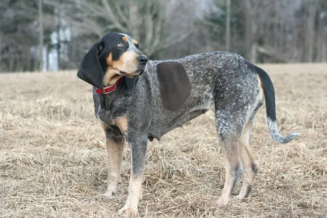 History of Bluetick Coonhound