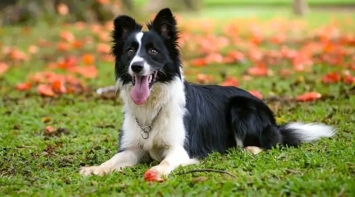 History of Border Collie