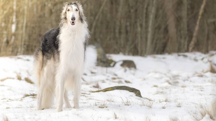 History of Borzoi Dog