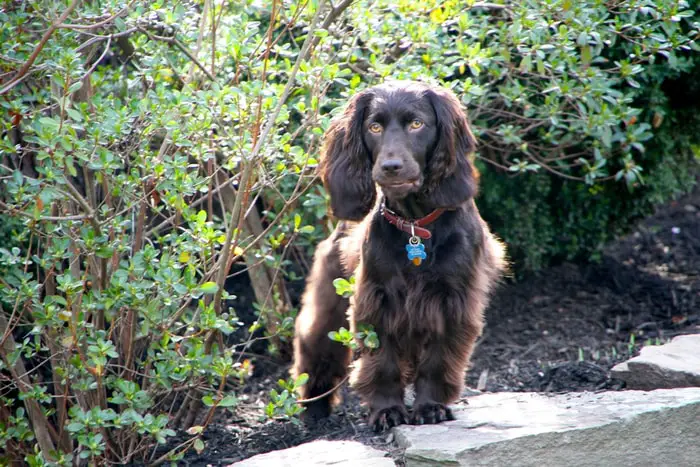 History of Boykin Spaniel