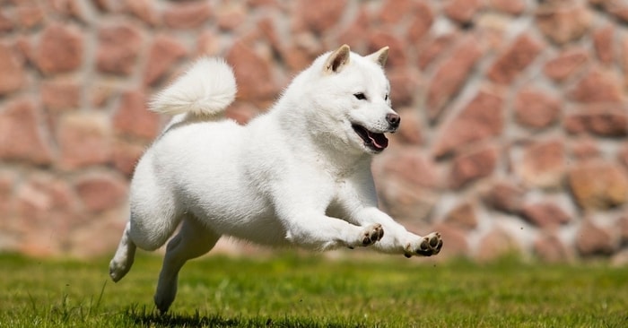 History of Hokkaido Dog