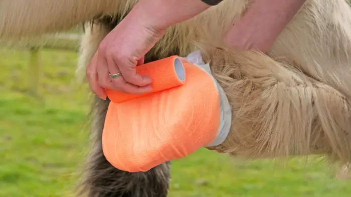 Horse Emergency Aid