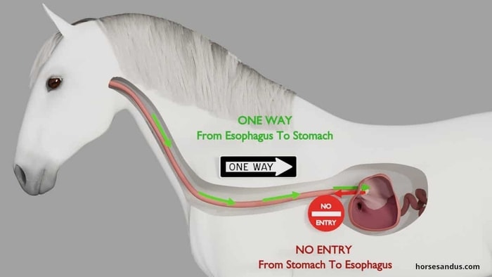 Horse Esophagus