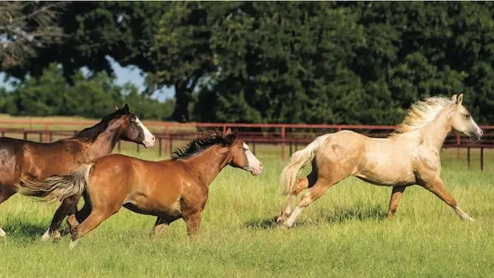 Horse Exercise