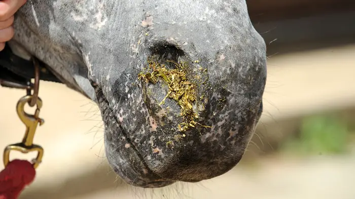 Horse Feed Comes out through Nostrils