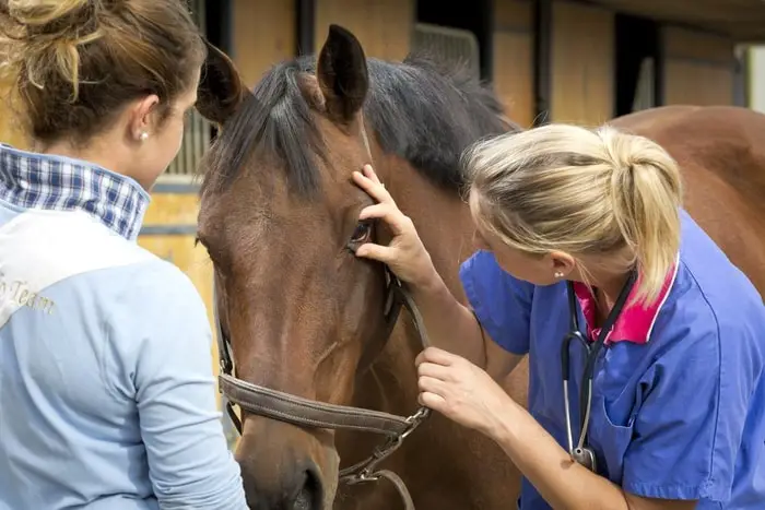 Horse First Aid- When Call Vet