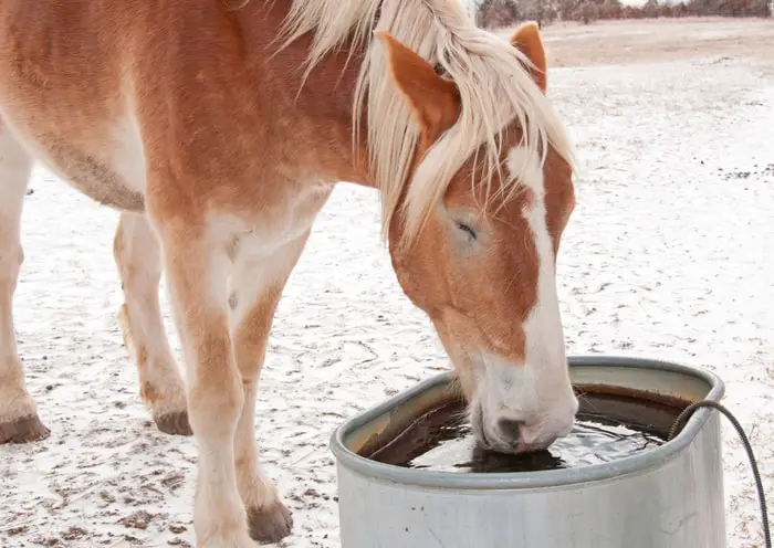 Horse Thirst