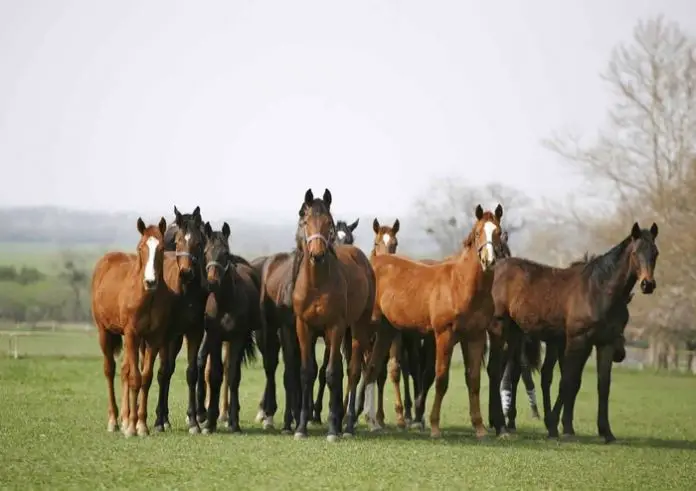 Horse Vital Signs