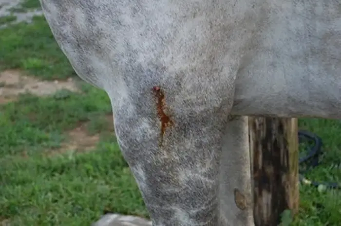 Horse Wound