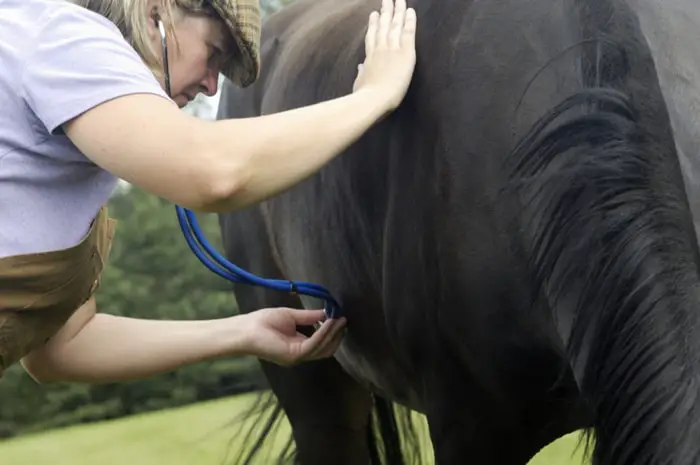 How To Take Heart Rate in Horse