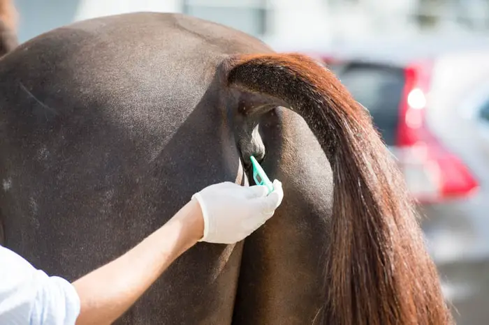 How To Take Horse Temperature