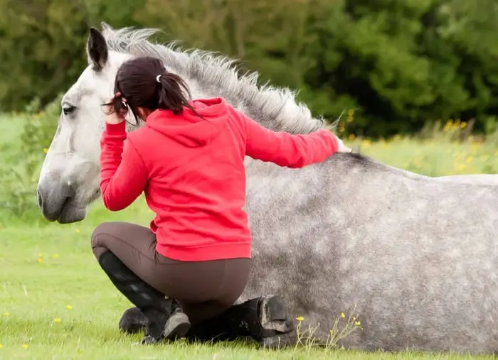 Immediate Help to Horse