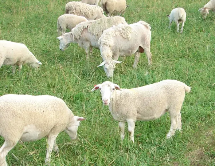 Intermediate Types of Sheep