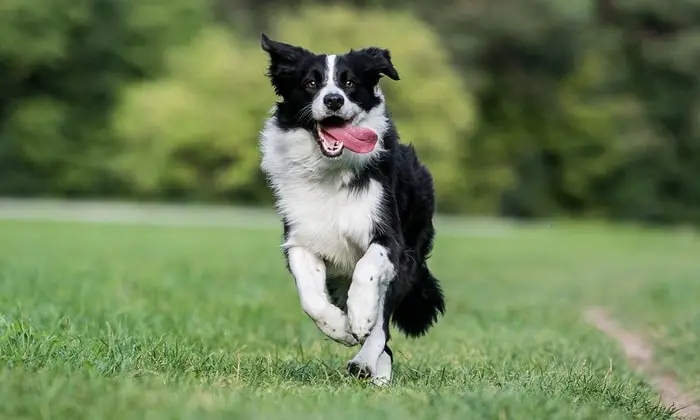 Lifespan of Border Collie