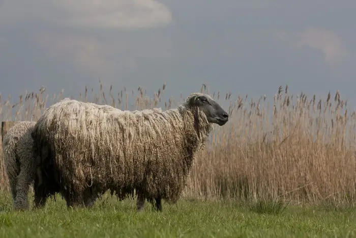 Longwool Sheep Breeds