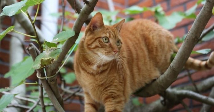 Mange in Cats