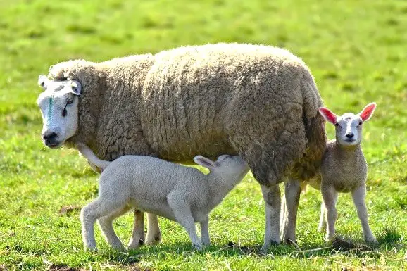 Mastitis in Sheep