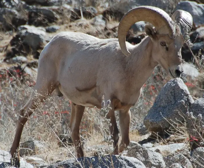 Mountain Sheep Breeds