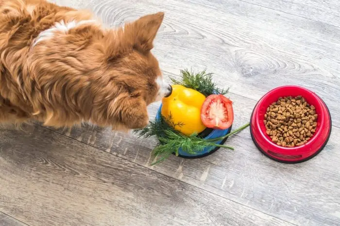 Organic Dog Food
