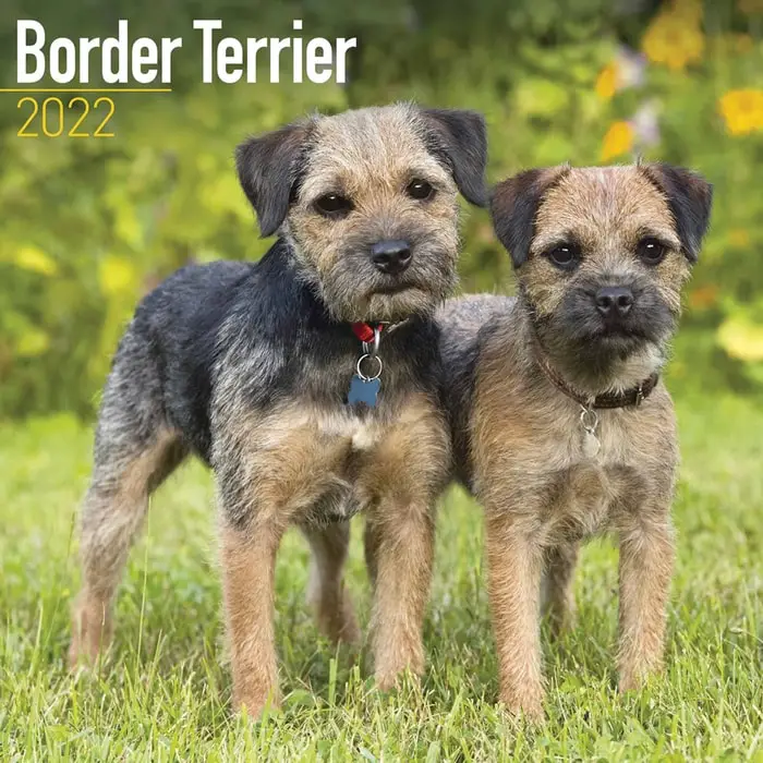 Origin and History of Border Terrier