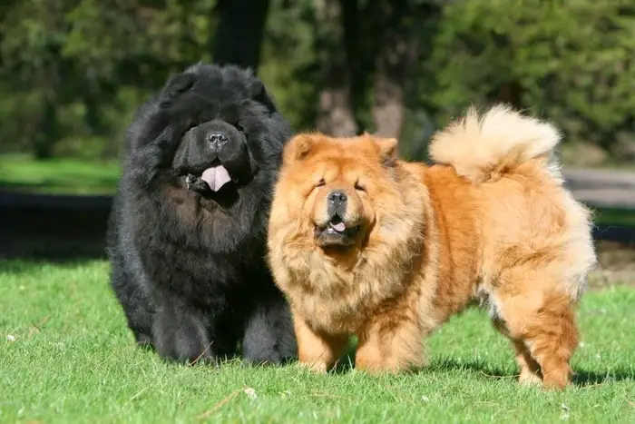 Origin and History of Chow Chow Dog Breed